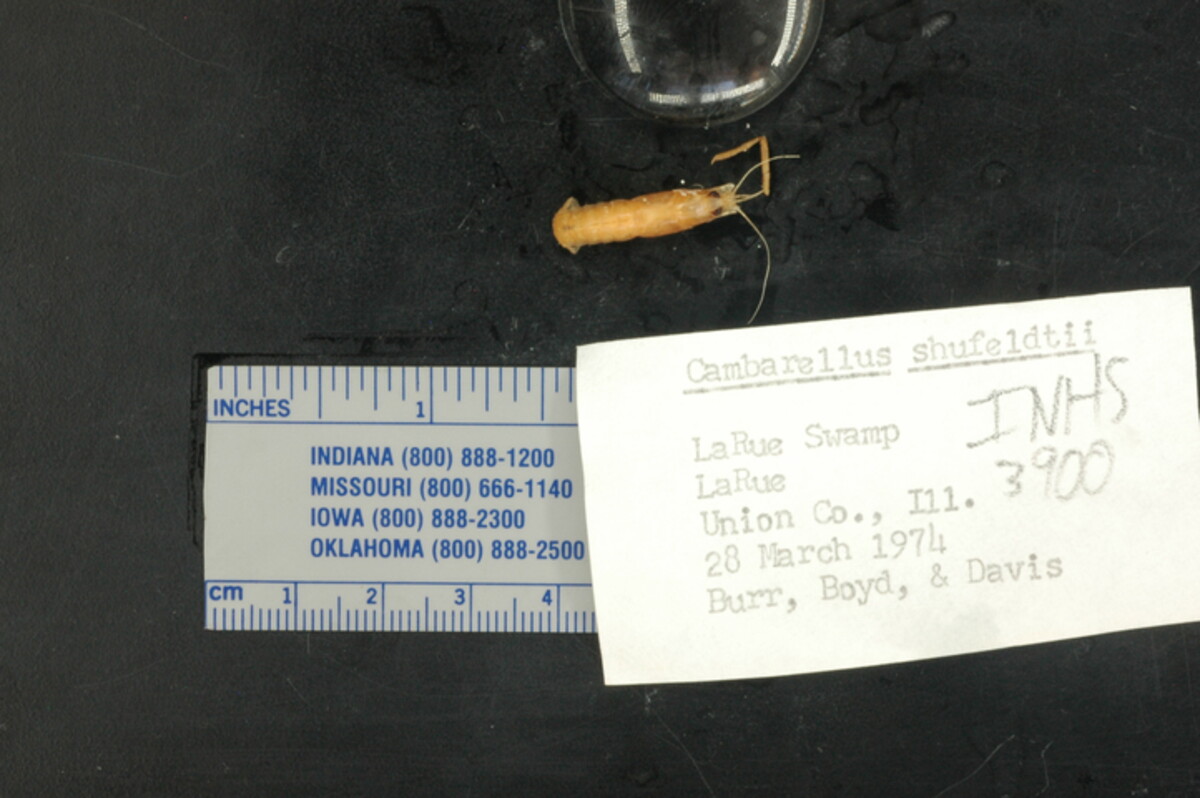 Cambarellus shufeldtii image